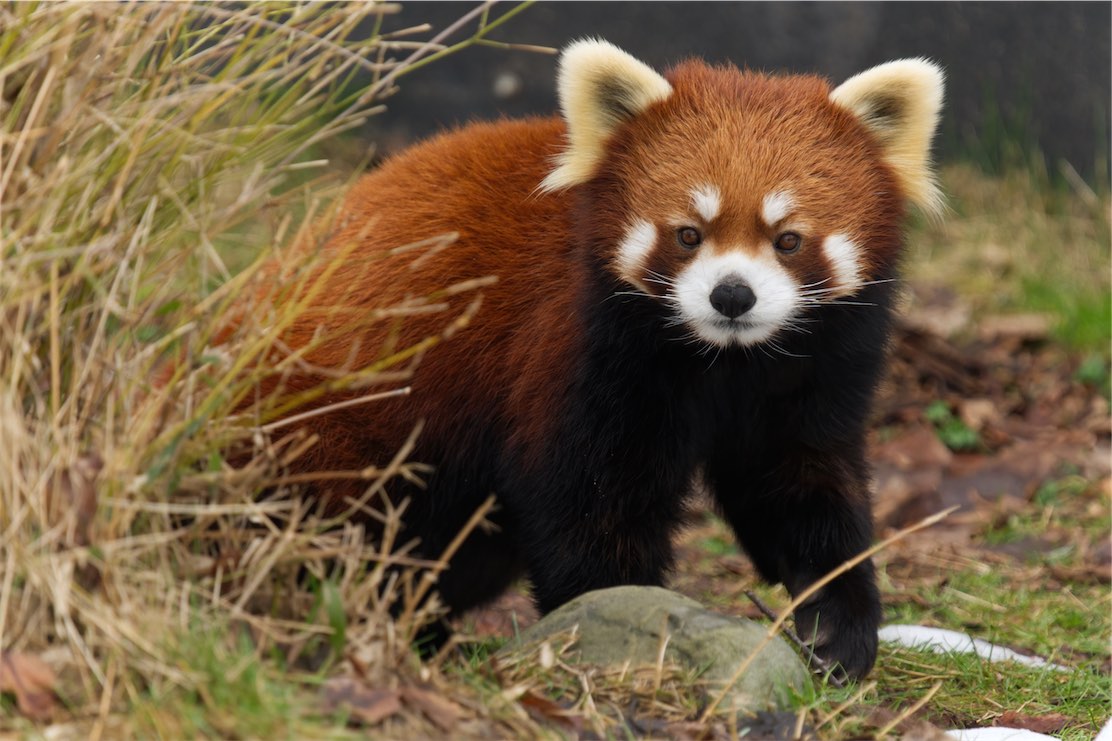 Red Panda 1 0304